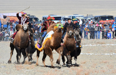 Camel race at Festival