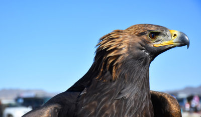 Most beautiful eagle at Festival