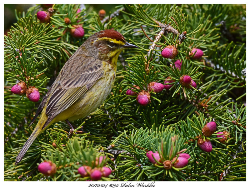 20170504 8096 Palm Warbler.jpg