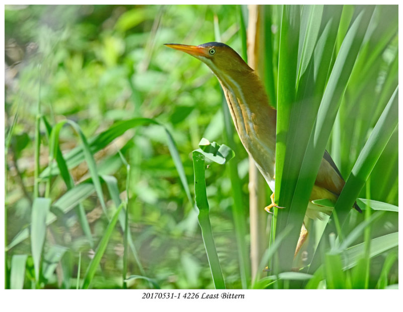 20170531-1 4226 Least Bittern r2.jpg