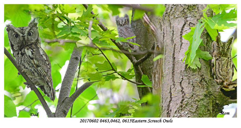 20170602 0463 0462 0615 SERIES -  Eastern Screech Owls.jpg