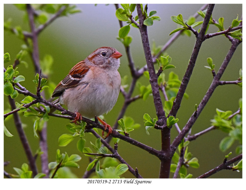 20170519-2 2713 Field Sparrow.jpg