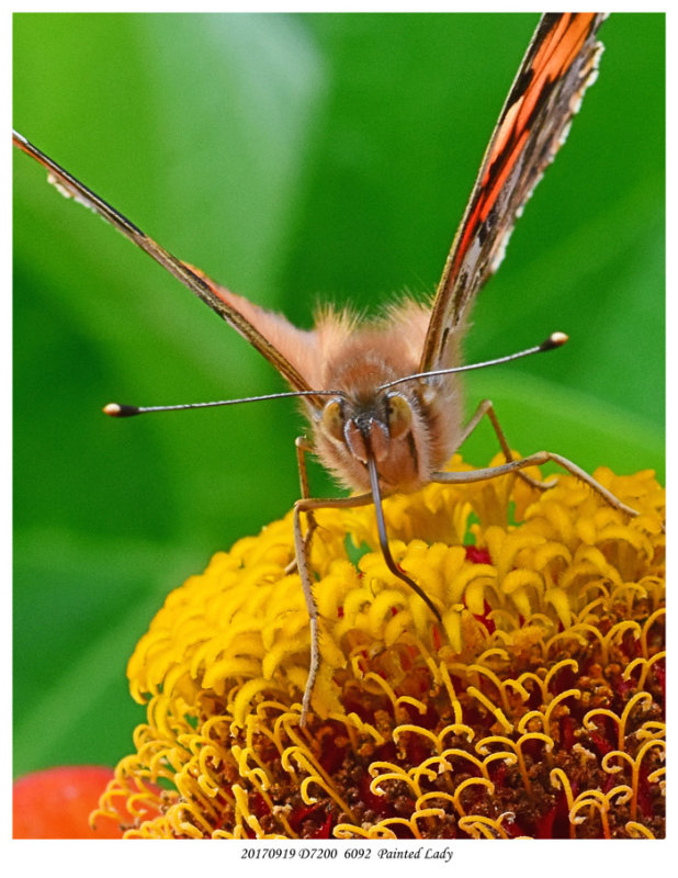 20170919 D7200  6092  Painted Lady.jpg