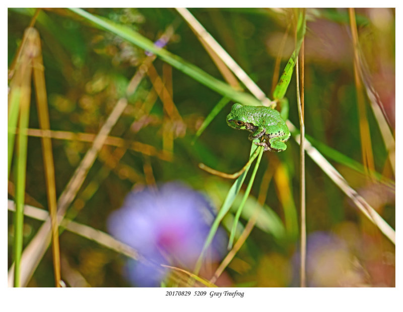 20170829  5209 SERIES _  Gray Treefrog.jpg