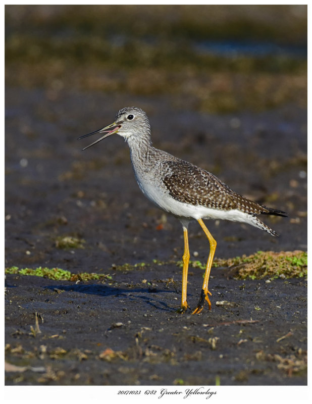 20171023  6782  Greater Yellowlegs.jpg