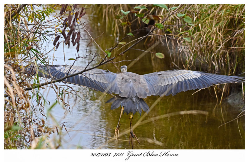 20171103  7011  Great Blue Heron.jpg