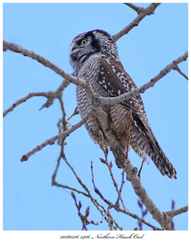 20180226 3406  Northern Hawk Owl.jpg