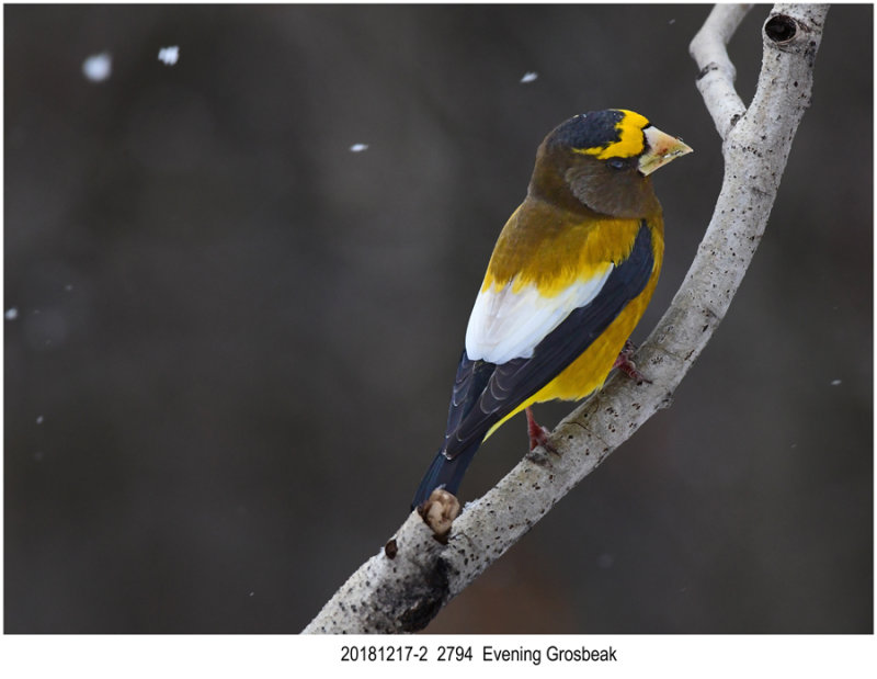 20181217-2  2794 SERIES -  Evening Grosbeak.jpg