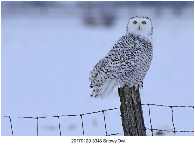 20170120 3348 Snowy Owl.jpg