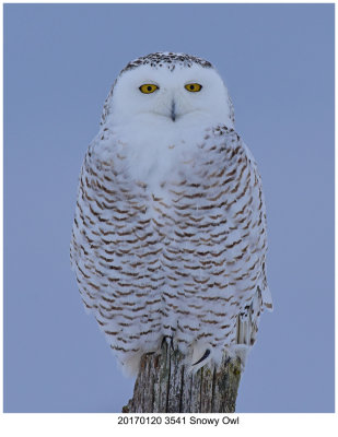 20170120 3541 Snowy Owl.jpg