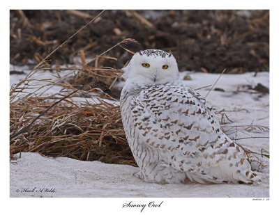 20160201-2 387 Snowy Owl.jpg