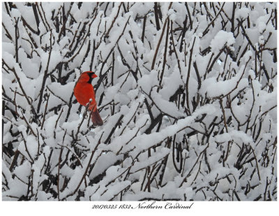 20170325 1832 SERIES -  Northern Cardinal.jpg