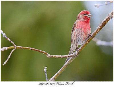 20170329 6290 SERIES -  House Finch xxx.jpg