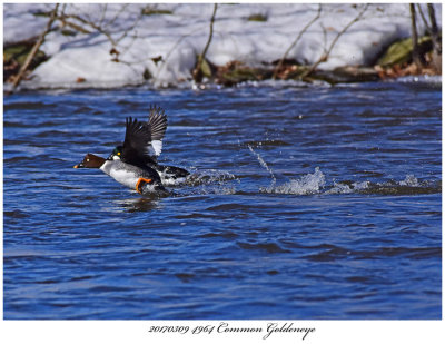 20170309 4964 SERIES -  Common Goldeneye xxx.jpg