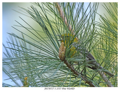 20170517-1 2537 Pine Warbler.jpg