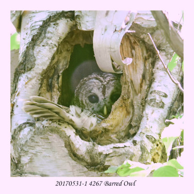 20170531-1 4267 Barred Owl r1.jpg