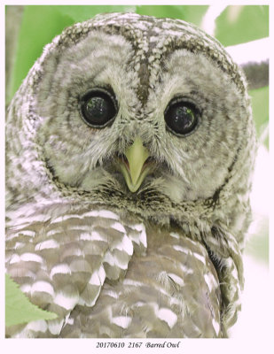 20170610  2167  Barred Owl.jpg