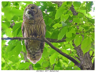 20170613  4877  SERIES - Barred Owl.jpg