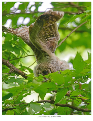 20170613  4752  Barred Owlet.jpg