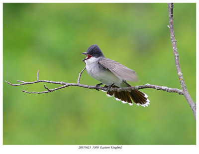 20170623  5300  Eastern Kingbird.jpg