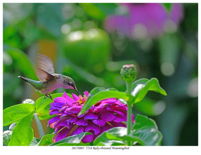 20170805  7534 Ruby-throated Hummingbird.jpg