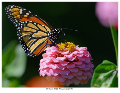 20170818  9511  Monarch Butterfly r1.jpg