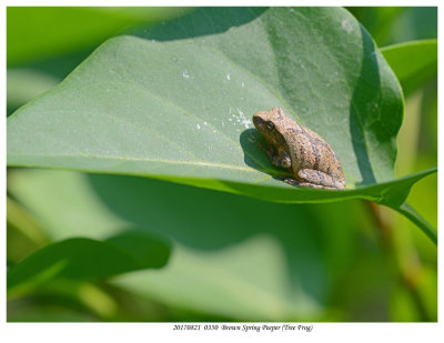 20170821  0350  Brown Spring Peeper Tree Frog.jpg