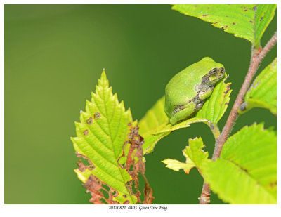 20170821  0403  Eastern Gray Tree Frog.jpg