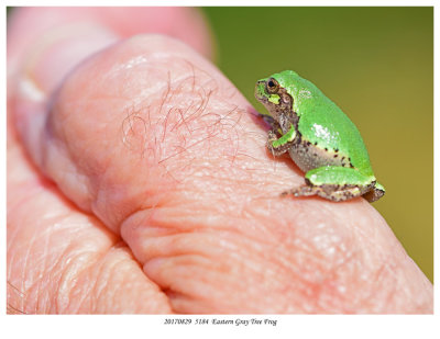 20170829  5184 SERIES -  Eastern Gray Tree Frog.jpg