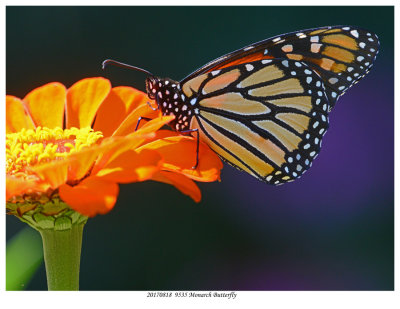 20170818  9535 SERIES - Monarch Butterfly.jpg