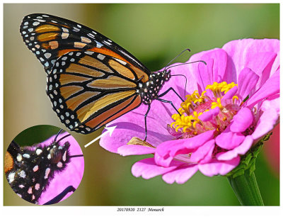 20170920  2127  SERIES -  Monarch and Painted Lady.jpg
