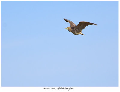 20171023  6870  SERIES -  Night Heron (juv).jpg