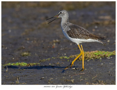 20171023  6773  Greater Yellowlegs.jpg