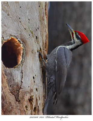 20171106  7633  Pileated Woodpecker.jpg