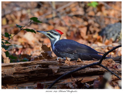 20171107  7649  Pileated Woodpecker.jpg