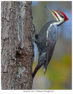 20171106  7603  Pileated Woodpecker r1.jpg