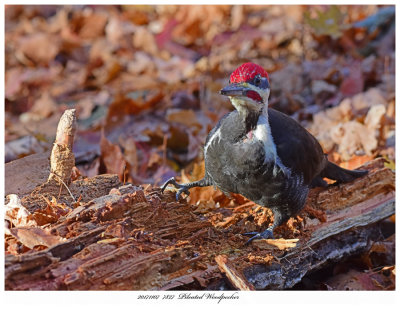 20171107  7827  Pileated Woodpecker.jpg