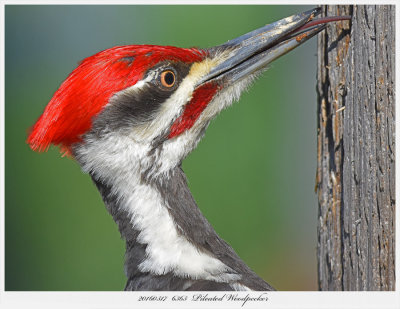 20160517  6365  Pileated Woodpecker.jpg
