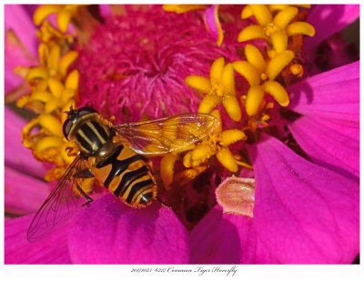 20171023  6227 Common Tiger Hoverfly.jpg