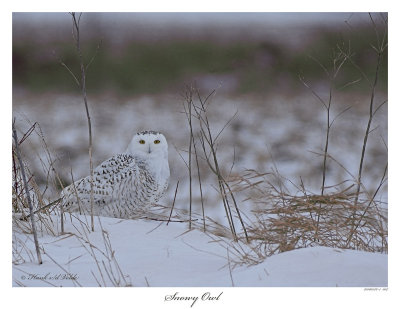 20160126 007 Snowy Owl r1.jpg