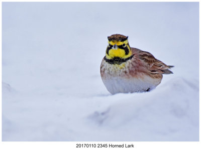 20170110 2345 Horned Lark.jpg