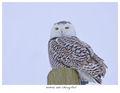 20180104  8462  Snowy Owl.jpg