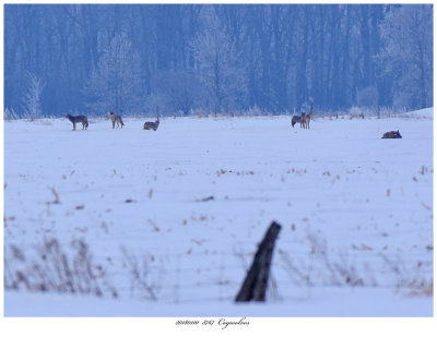 20180110  8767  Coywolves 2.jpg