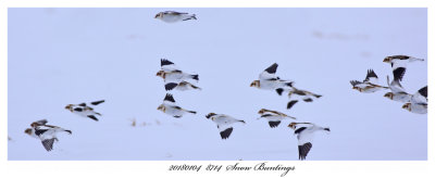 20180104  8714  Snow Buntings 3.jpg