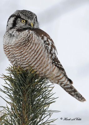 20100204 166 Northern Hawk Owl.jpg