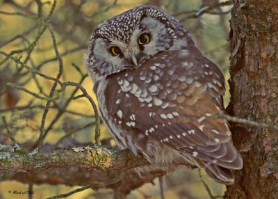 20100121 442a Boreal Owl.jpg