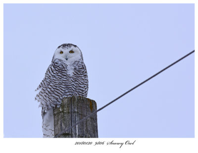 20180120  9806 SERIES -  Snowy Owl.jpg