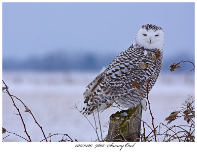 20180120  9602  Snowy Owl.jpg