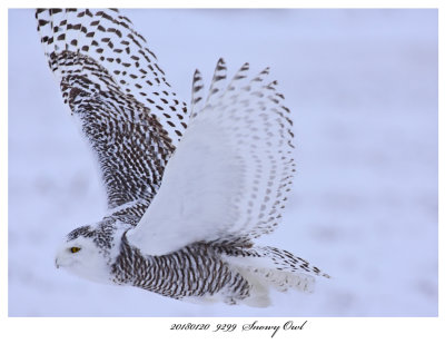 20180120  9299  Snowy Owl.jpg