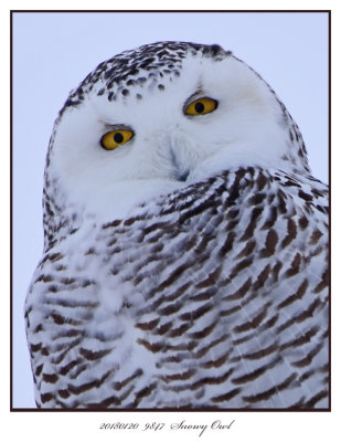 20180120  9847  Snowy Owl r1c1.jpg